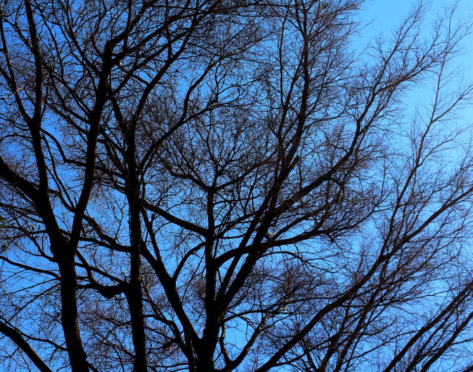 Dry autumn old tree