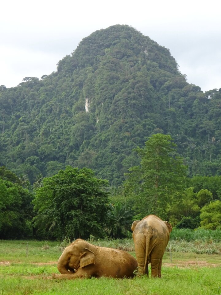 Animal thai wildlife
