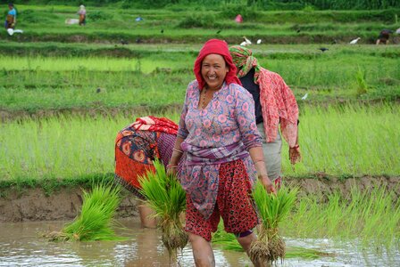 Rice planting fields photo