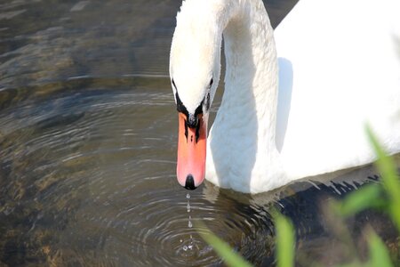Water bird plumage drip