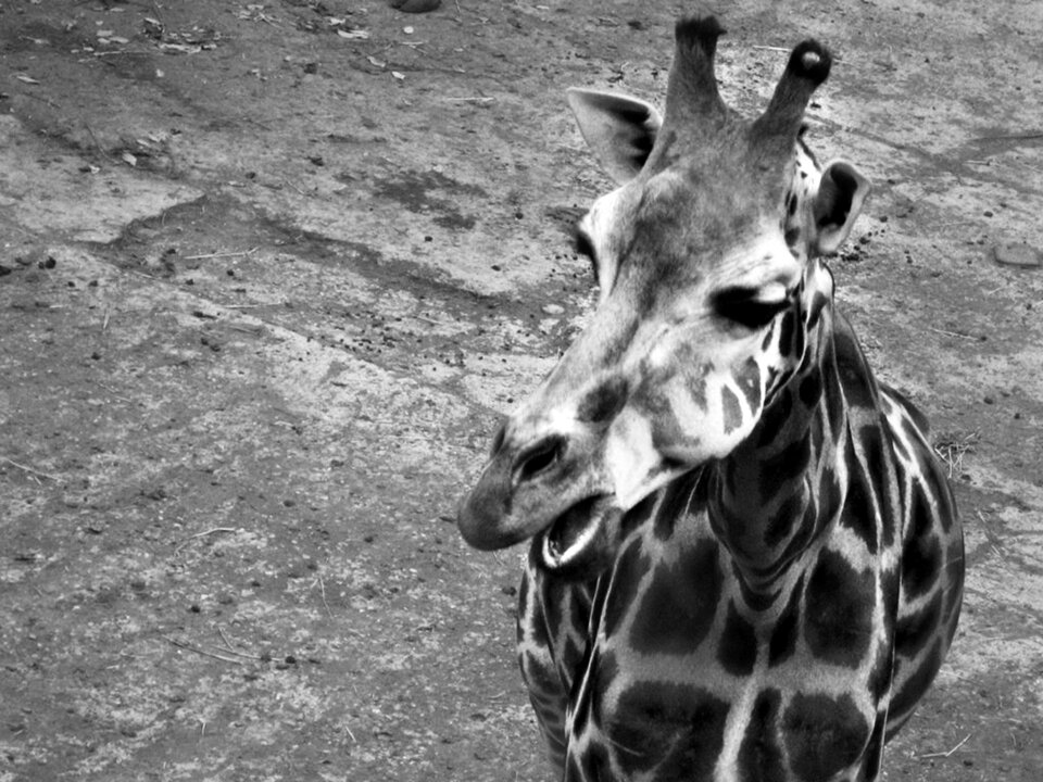 Black the zoo animal