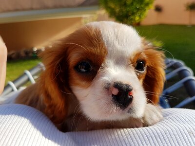 Puppy pet toy