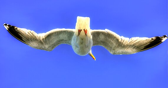 Flying water bird wing