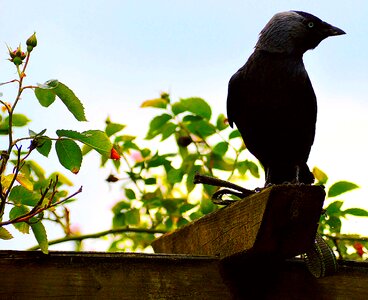 Bird raven bird corvidae
