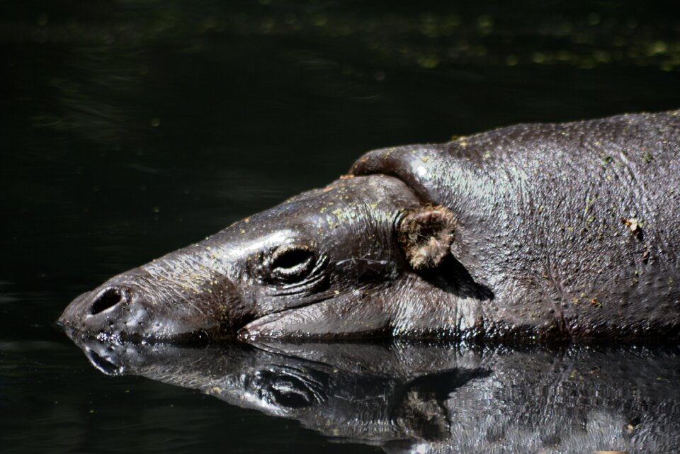 Animal sleeping animal water