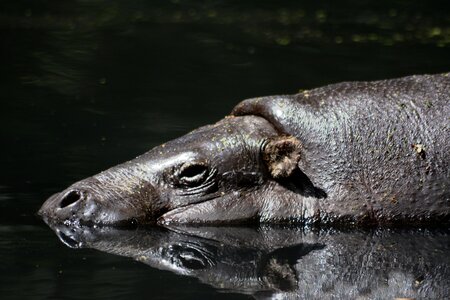 Animal sleeping animal water