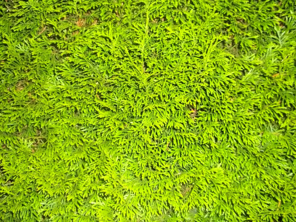Background texture structure