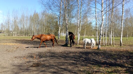 Nature mare pasture