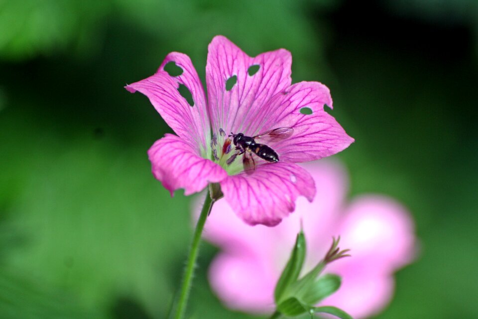 Bee pollination honey
