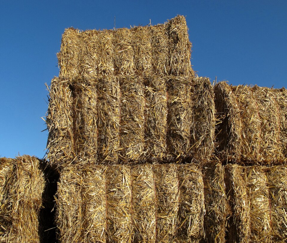 Hay hay bales cattle feed