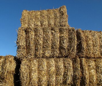 Hay hay bales cattle feed