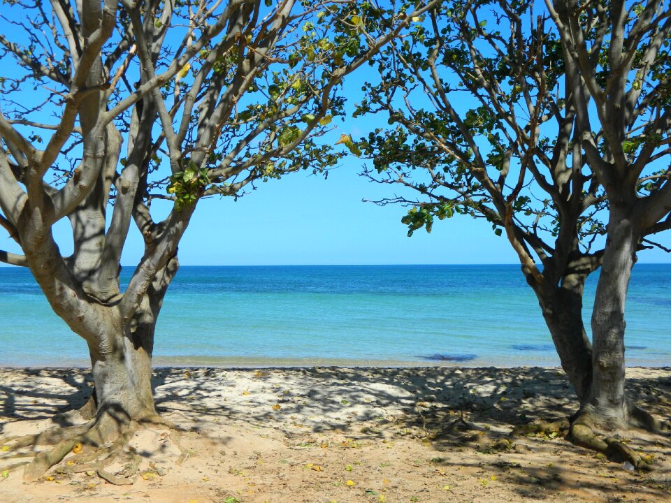 Beach trees sea