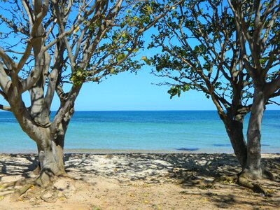 Beach trees sea