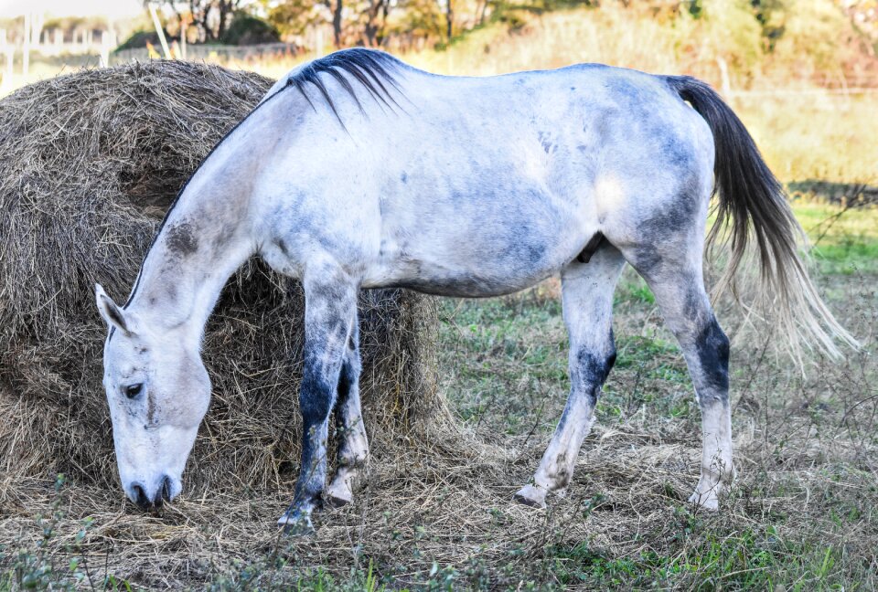 Meek dapple four legged