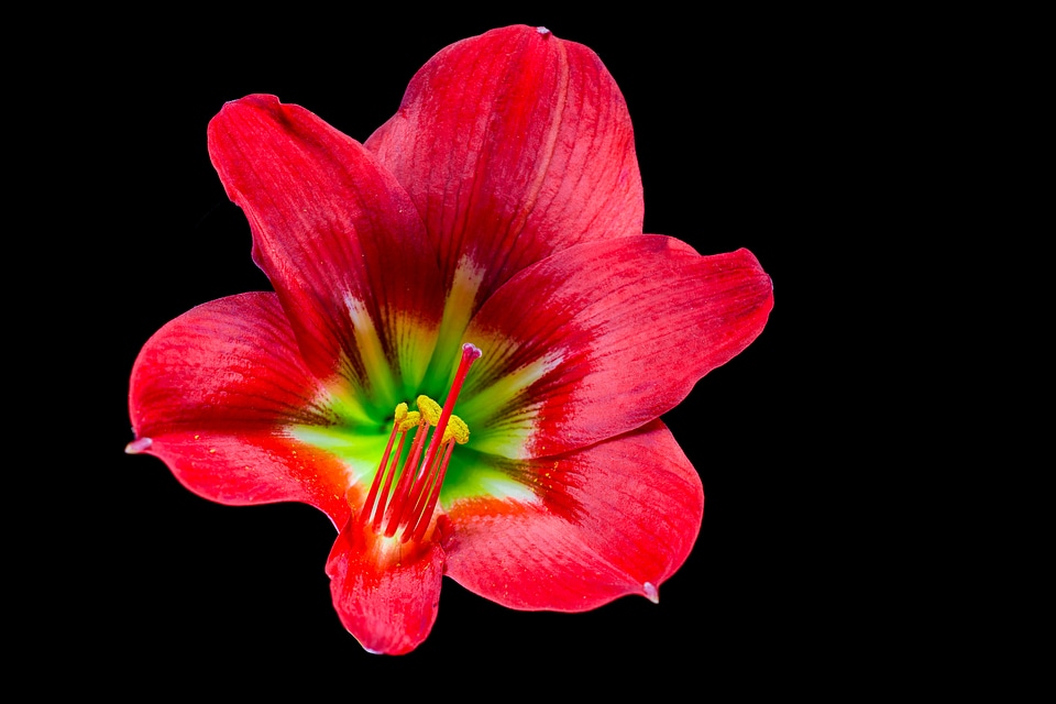 Bloom flower red