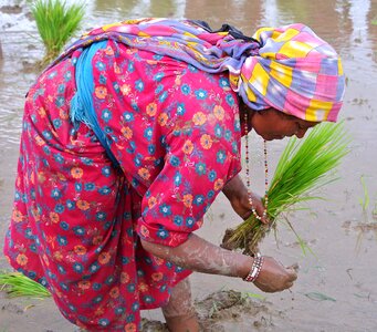 Planting nepal asia