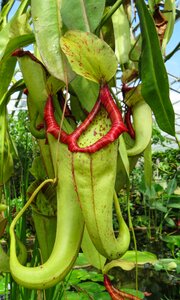 Tropical insect eating
