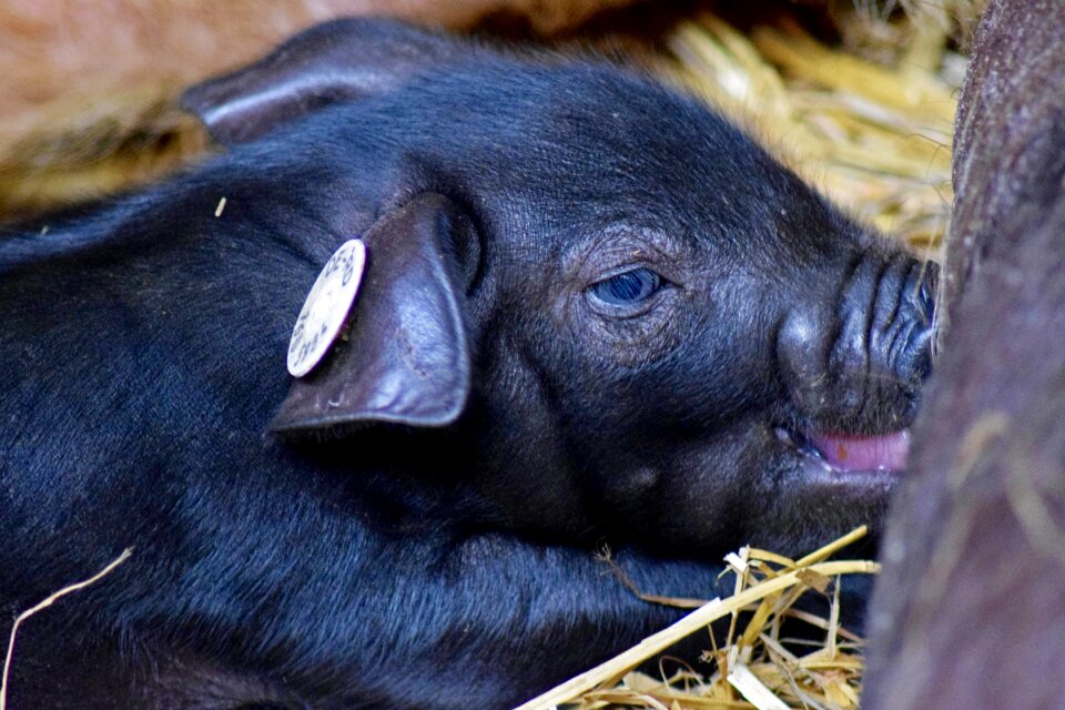 Piglet nursing close up