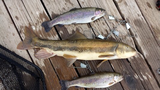 Sucker hook rainbow trout photo