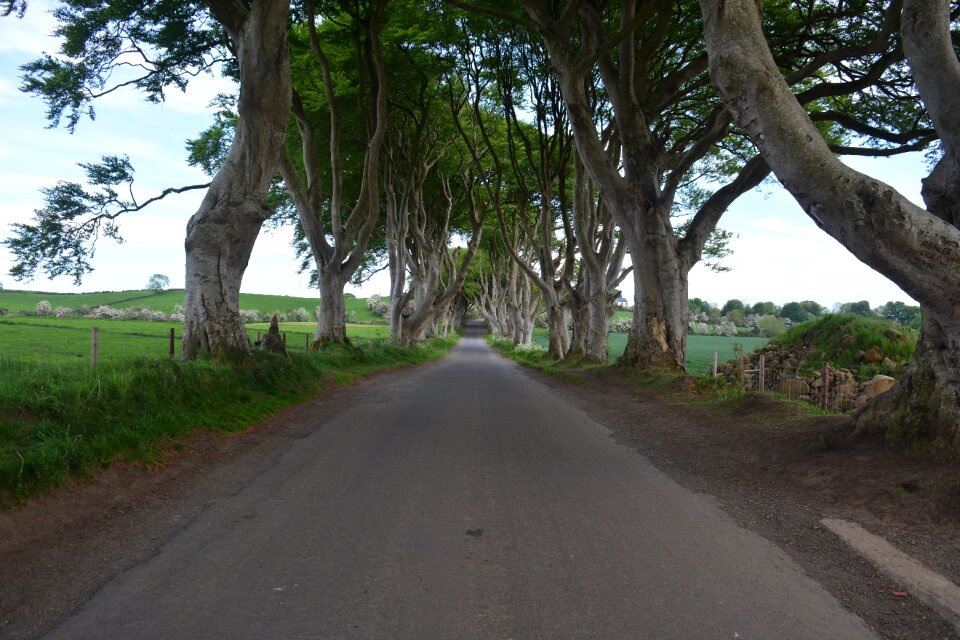 Beech the dark hedges games of thrones