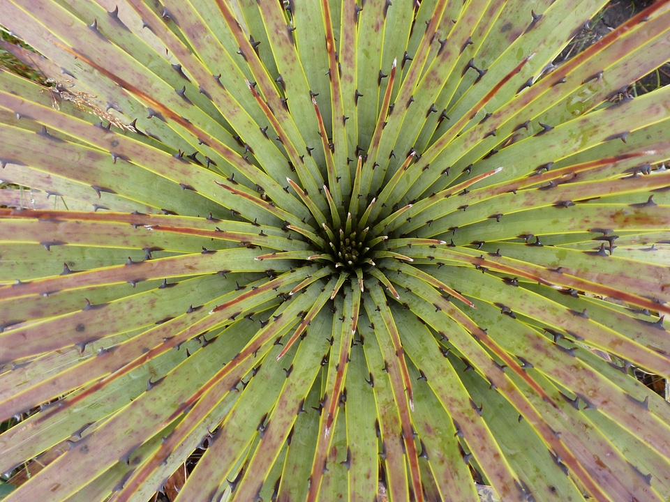 Paramo vegetation andes