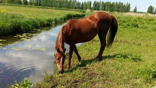 Nature mare summer
