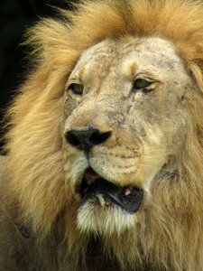 Animal animals view