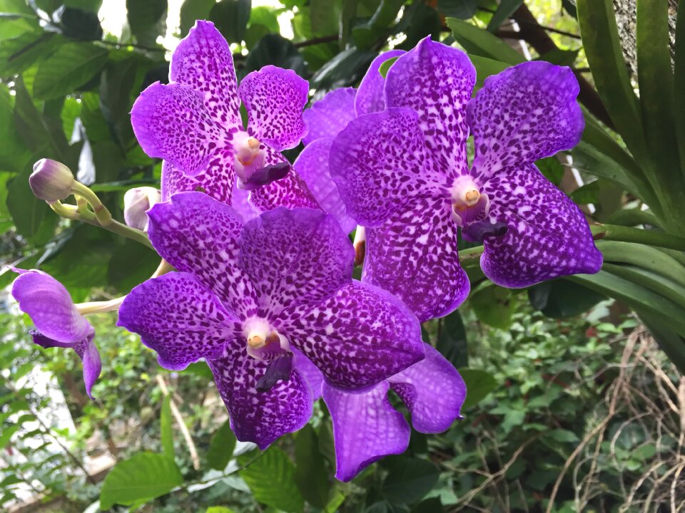 Rolling violet purple orchid