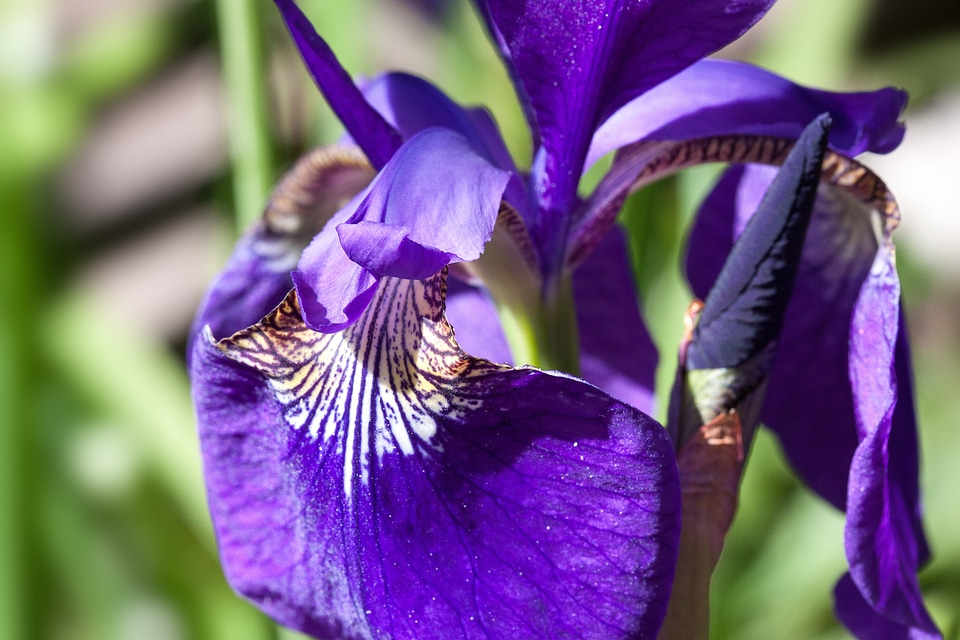 Plant iridaceae flower