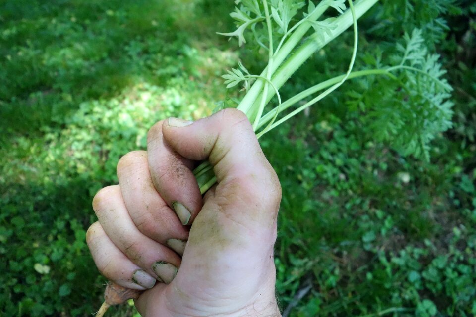 Farm garden soil