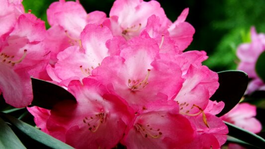 Rhododendron plant pink photo
