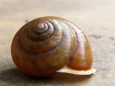 Shell empty