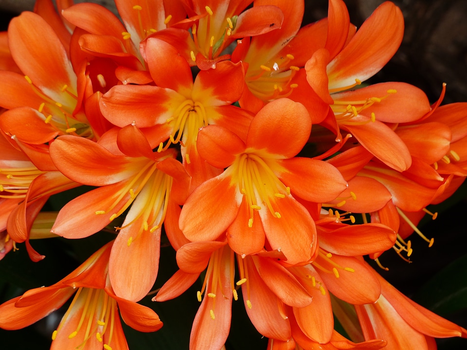 Flower bracts stamen orange