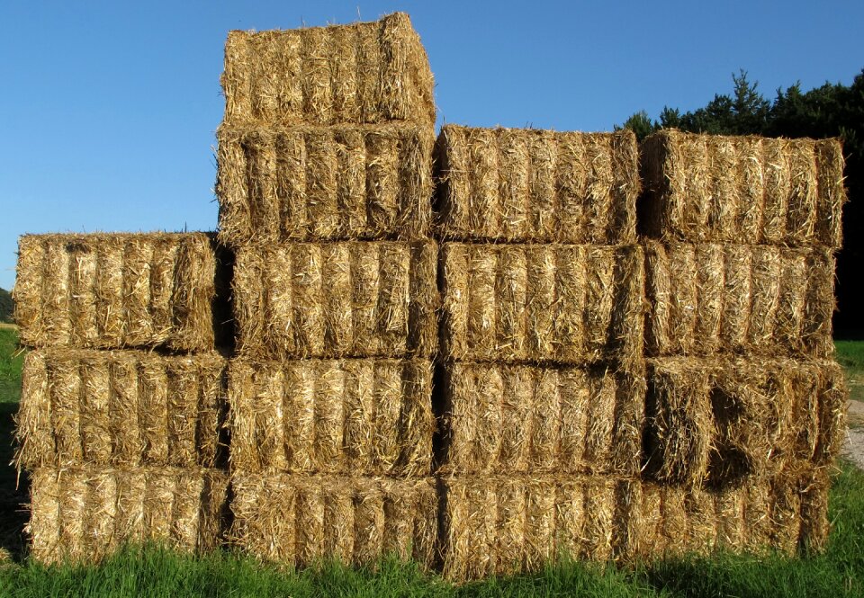 Hay hay bales cattle feed