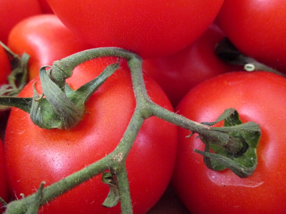 Vegetables solanacea organic