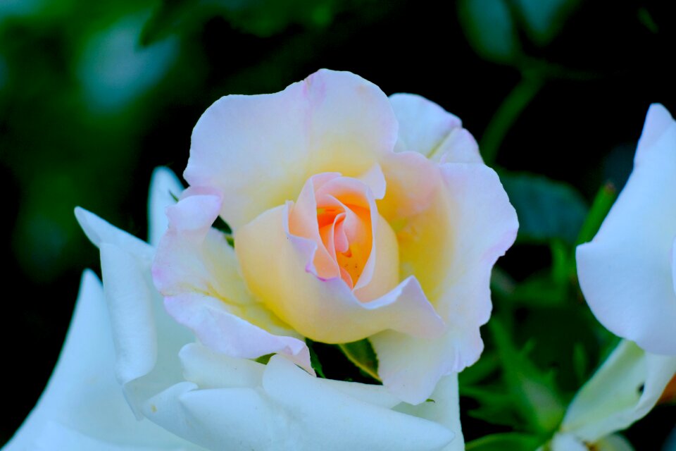 Bloom white rose flower