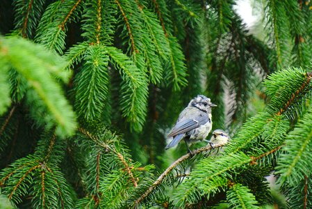 Bird wildlife photo