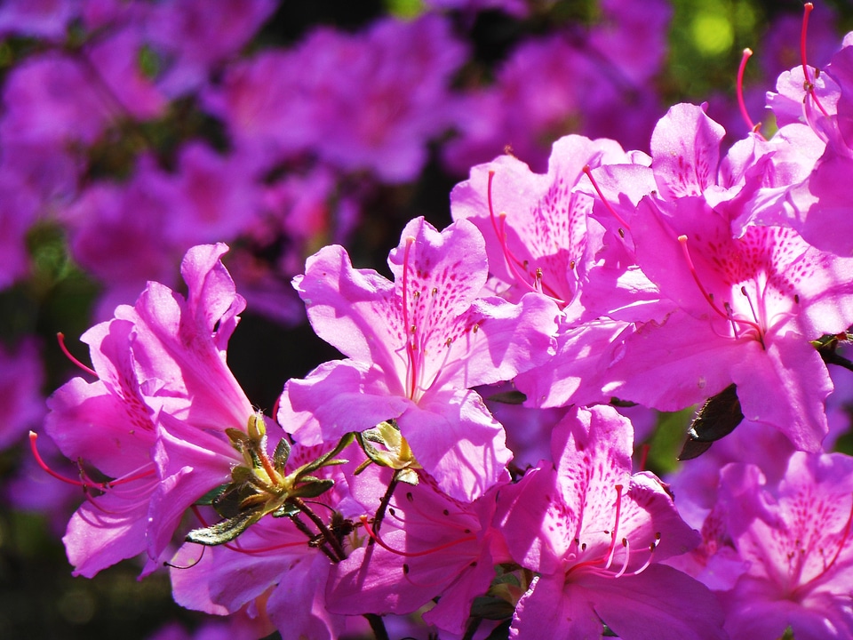 Pink spring rhododendron
