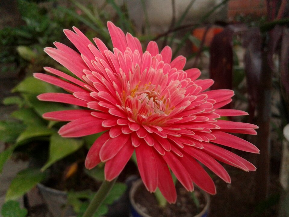 Flowers nature pink
