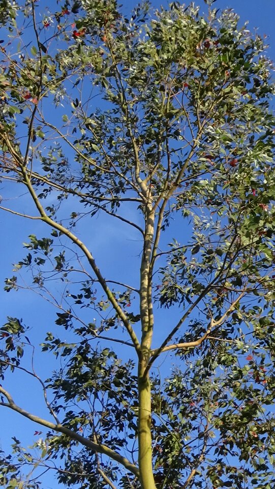 Blue sky