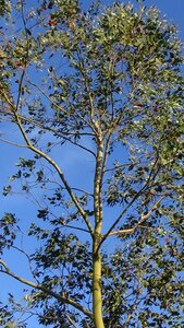 Blue sky