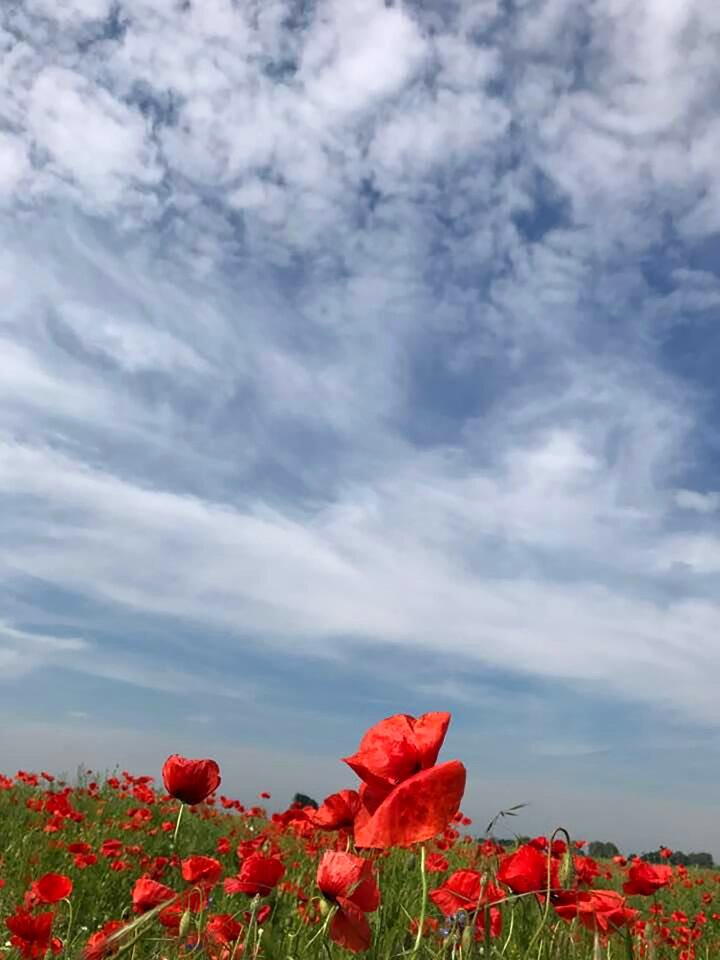 Summer wild flowers meadow