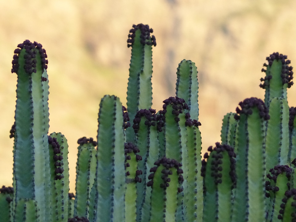 Spurge euphorbia spurge family