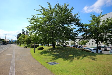 In the early summer tree-lined avenue sunny