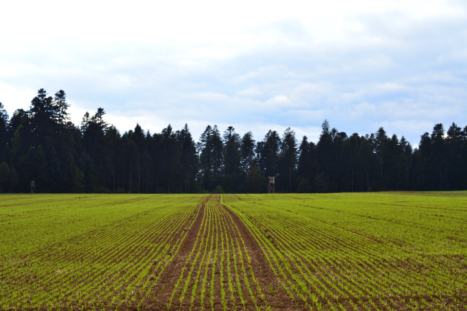 Grass agriculture field