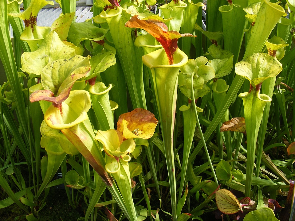 Plant natural blossom