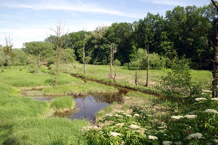 Marsh sentimental green photo