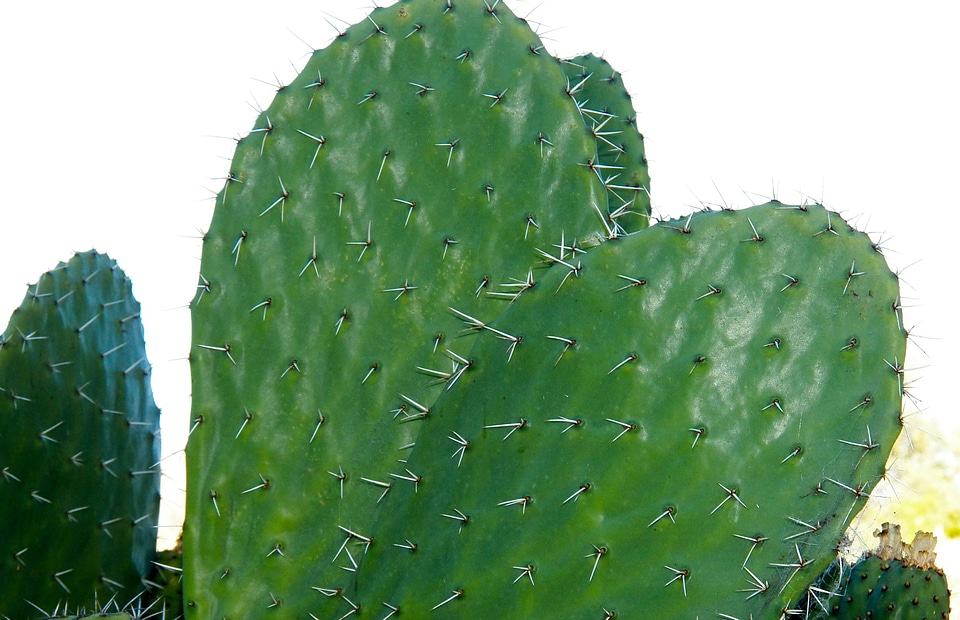 Thorn prickly plant