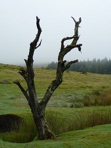 United kingdom landscape moor
