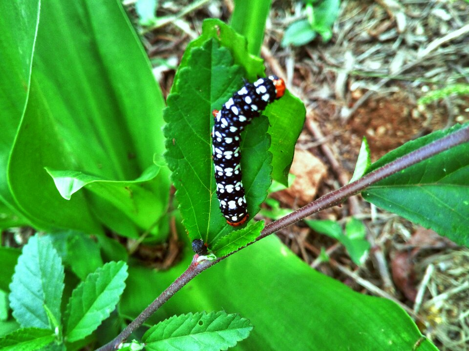 Wildlife green summer